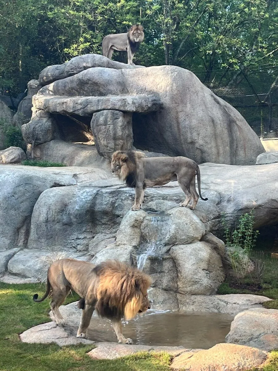 image011