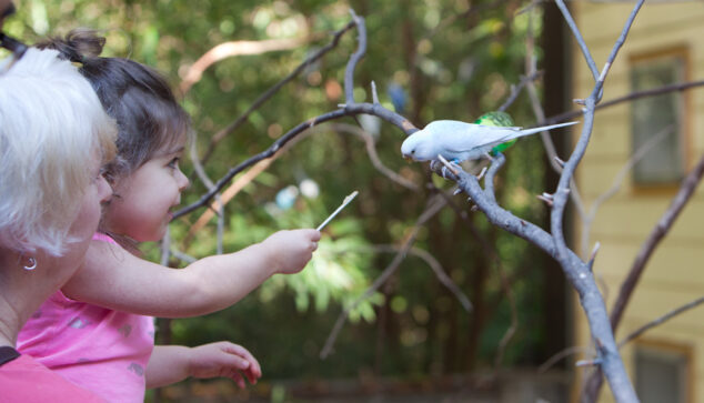 Boundless Budgies