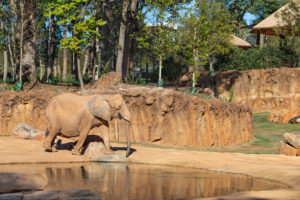 Zoo Atlanta African Savanna