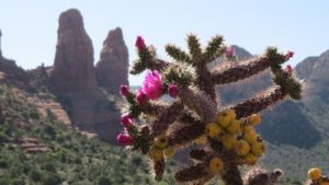 desert, cactus, flower-2361298.jpg